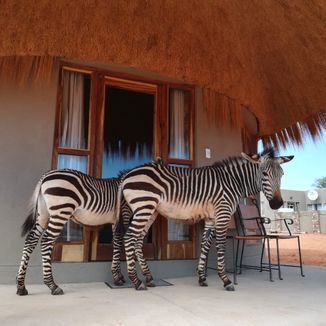 Zebra Besuch