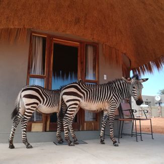Zebra Besuch